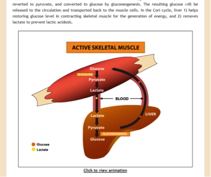 fig 2b