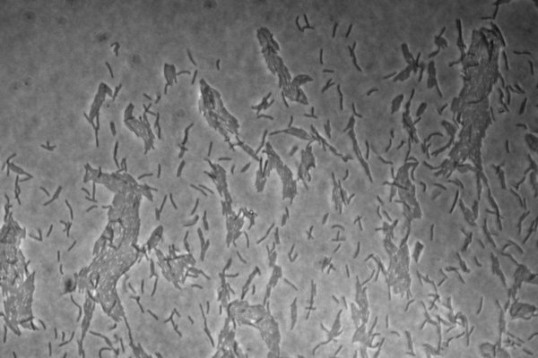 Clustering of myxobacteria