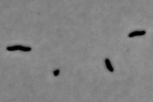 Periodic reversal of myxobacterial cells