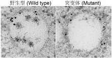 野生型和突变体植物中的多囊泡体于电镜上的区别。