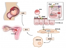 钠离子通道在胚胎着床中的作用示意图