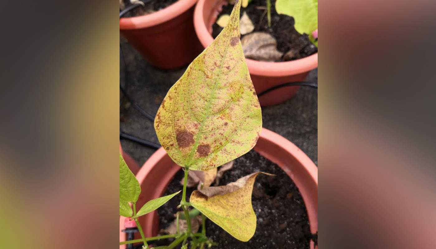 植物葉面遭受高濃度臭氧損害，出現較多的紅色斑點 