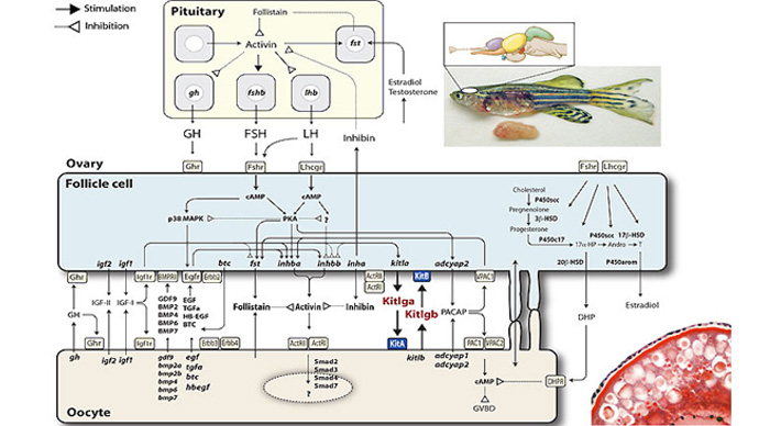 Model for communication between oocyte and follicle cells