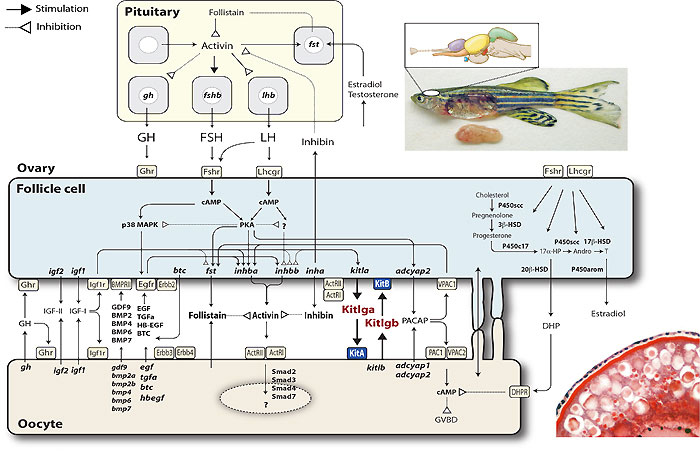 Model for communication between oocyte and follicle cells