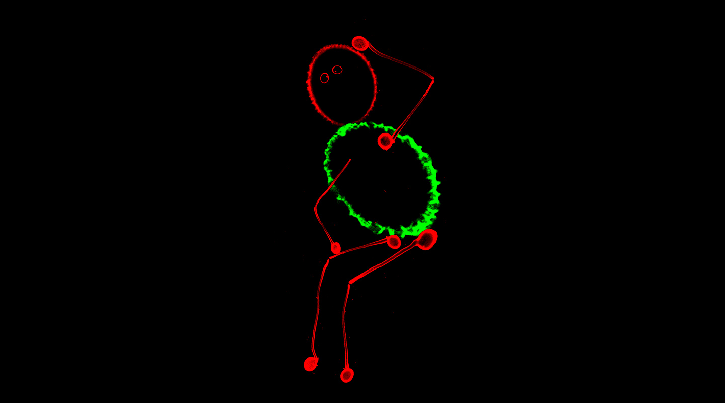 Germinating pollen tubes highlighted by fluorescent dye; the pollen tube is an excellent cell system for protein trafficking study.<br>
<em>(Image by Dr. Wang Hao)</em>