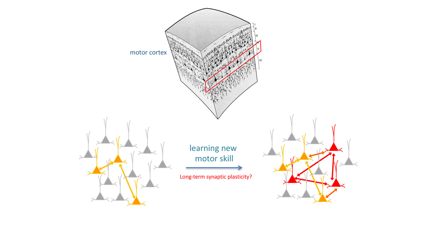 Learning a new motor skill connects individual neurons to form a new network