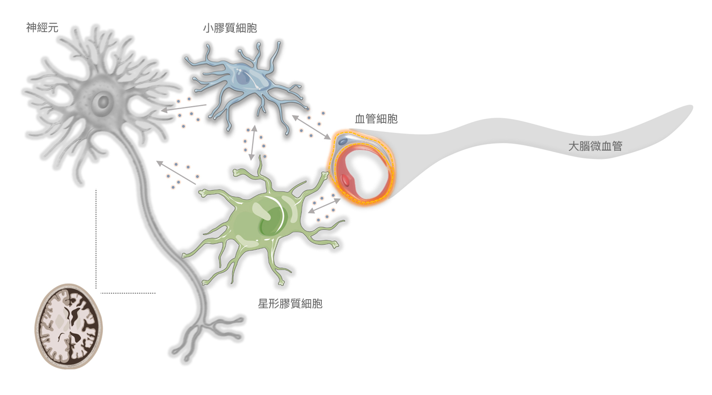 高教授指出，星形膠質細胞異變時或會破壞神經元和腦細胞，導致年老衰退