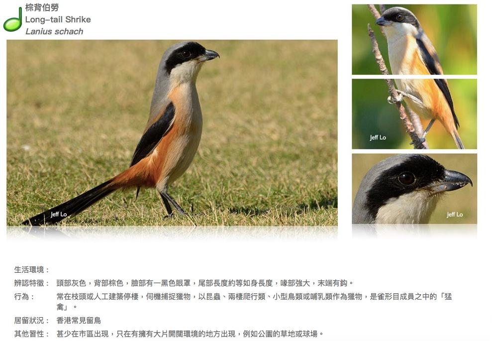 long-tail-shrike.JPG