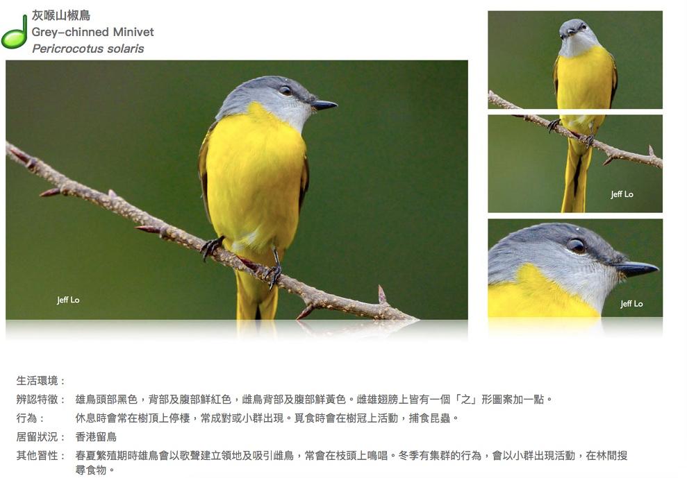 grey-chinned-minivet.JPG