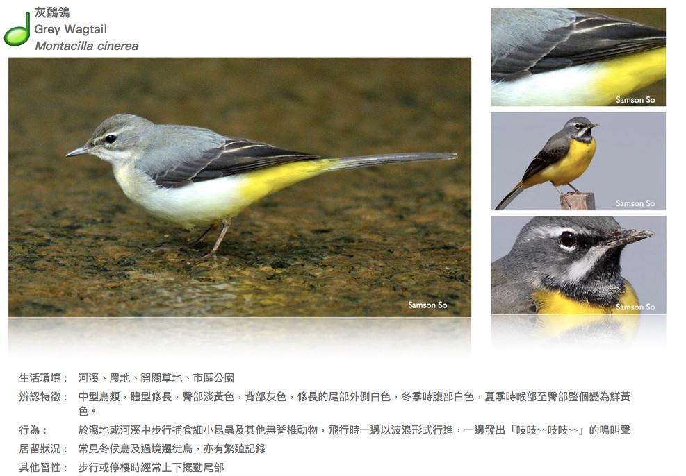 grey-wagtail.JPG