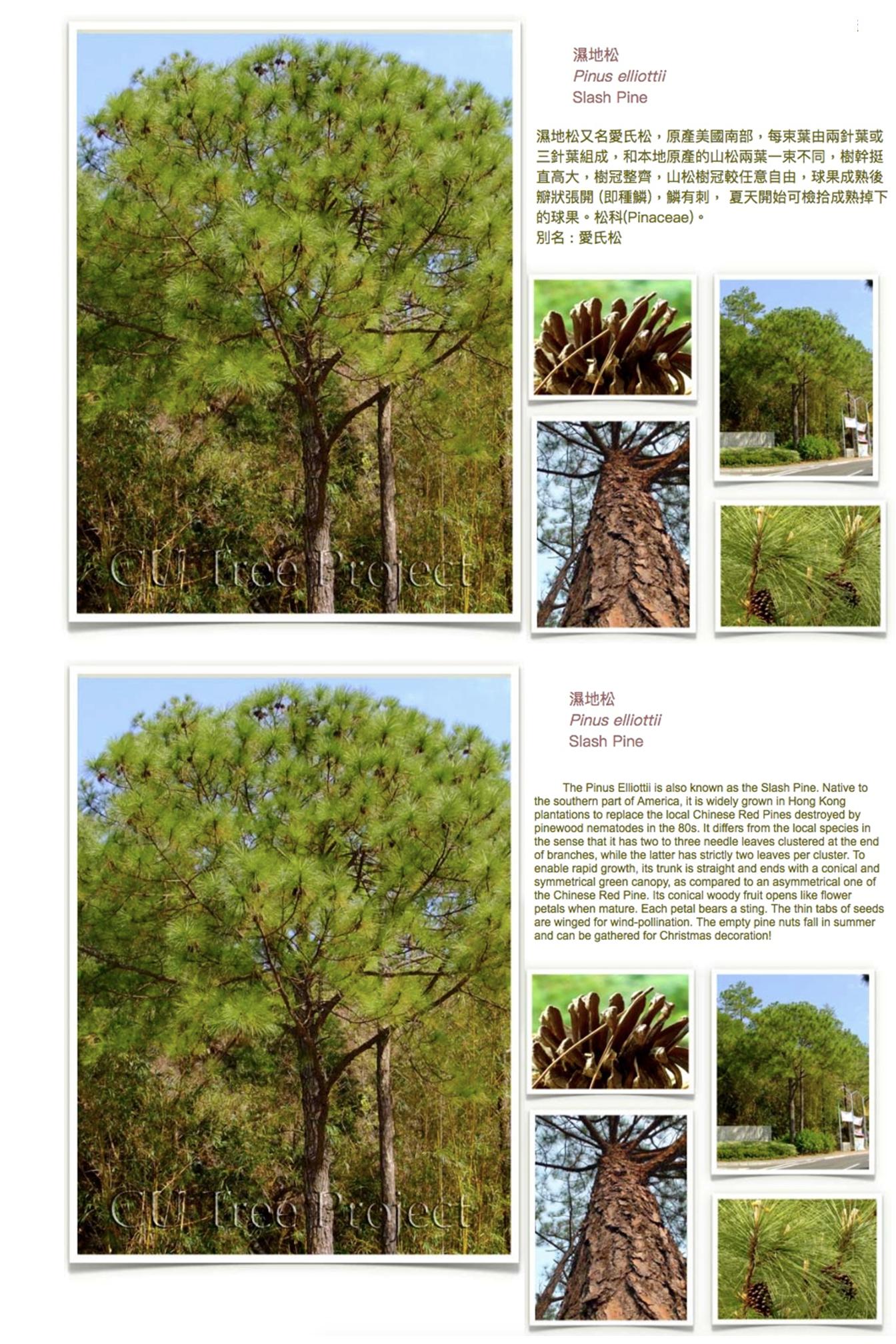 slash-pine.JPG