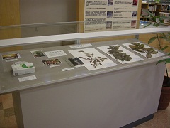 胡秀英教授紀念展