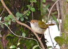 Common Tailorbird
