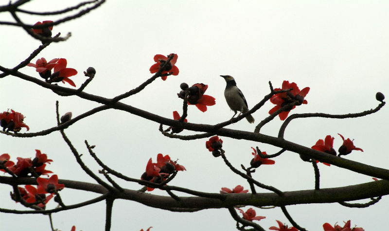 Pioneer in CUHK