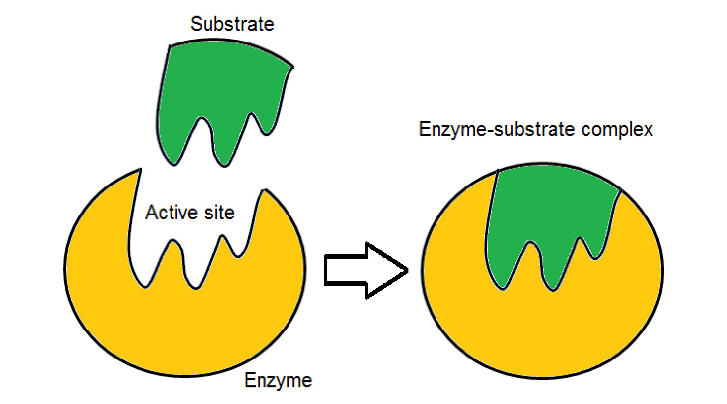 Figure 2: a biological substrate needs to be of the right symmetry in order to bind well to the active site of an enzyme to activate its function<br>
(Source: https://riasparklebiochemistry.wordpress.com/2013/03/31/reflection-14lock-key-vs-induced-fit-hypothesis/)