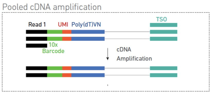 Pre-amp PCR