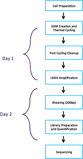 Workflow Overview