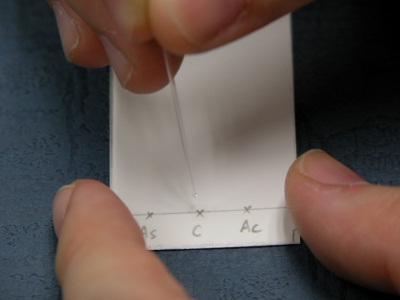 image: Spotting the sample solutions onto the TLC plate with a capillary tube