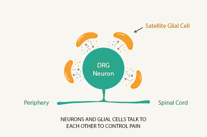 Neurons and glial cells talk to each other to control pain