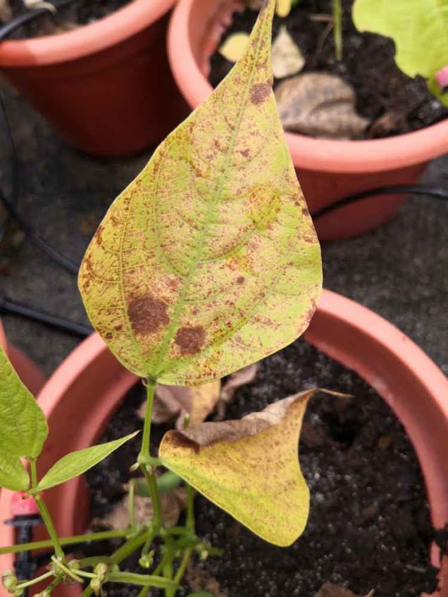 植物叶面遭受高浓度臭氧损害，出现较多的红色斑点。