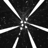 With the neurons being the components of our brains, Owen’s research uncovered how connectivity in the cortex is organized, which enables further understanding of how our brains function.