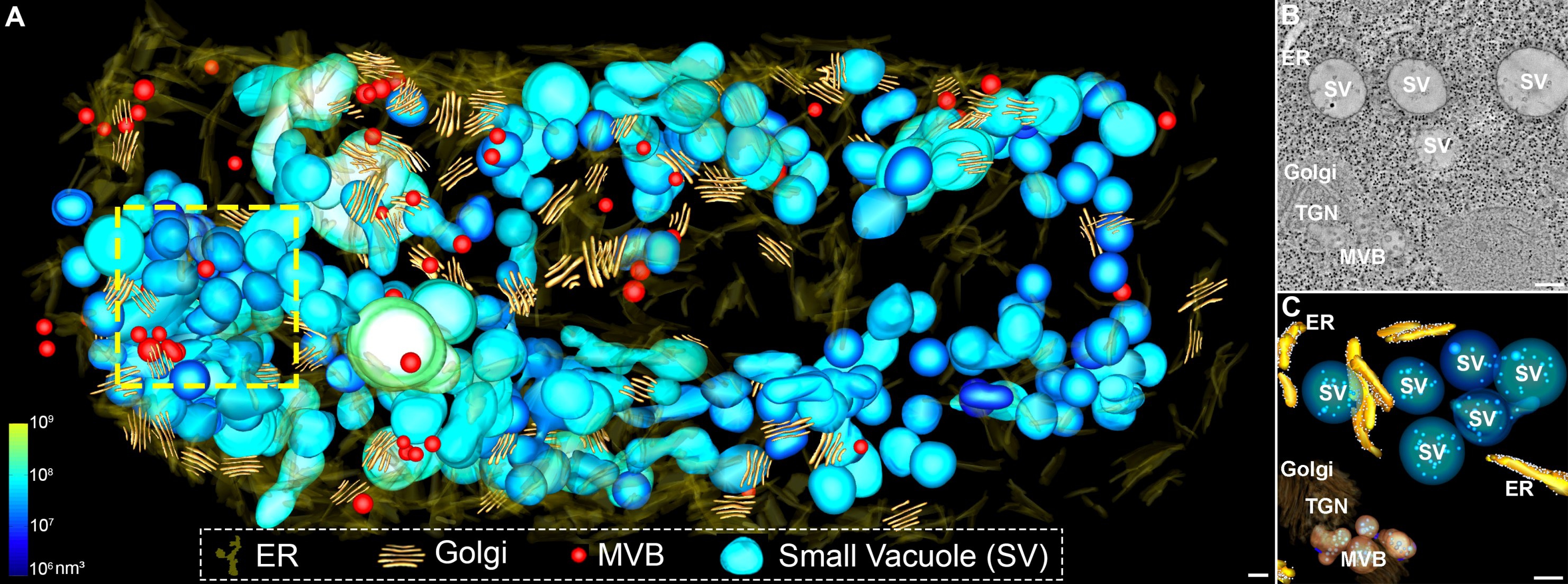 Figure 2. (A) Whole-cell electron tomography analysis of newly identified small vacuoles (SVs) in relationship with other organelles (endoplasmic reticulum-ER, Golgi apparatus and multivesicular body-MVB) in a cortical cell of early developmental stage. (B and C) These SVs contain intraluminal vesicles (ILVs) and are distinct from MVBs, as shown in a higher magnification view of the boxed area in (A). (Scale bars: 200 nm)