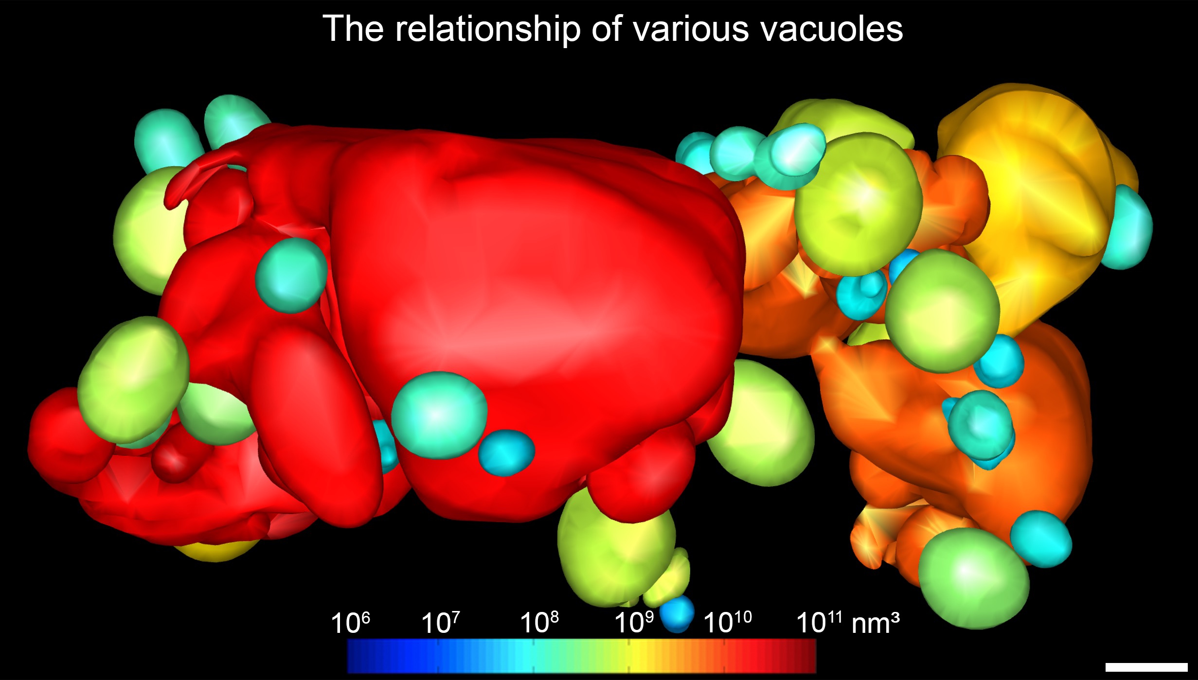 Figure 3. The whole cell tomography analysis of a root cortical cell with large vacuoles, showing the nature and relationship (fusion and separation) of various vacuoles of different sizes. Sizes and volumes of vacuoles are colour-coded. (Scale bars: 1 μm)