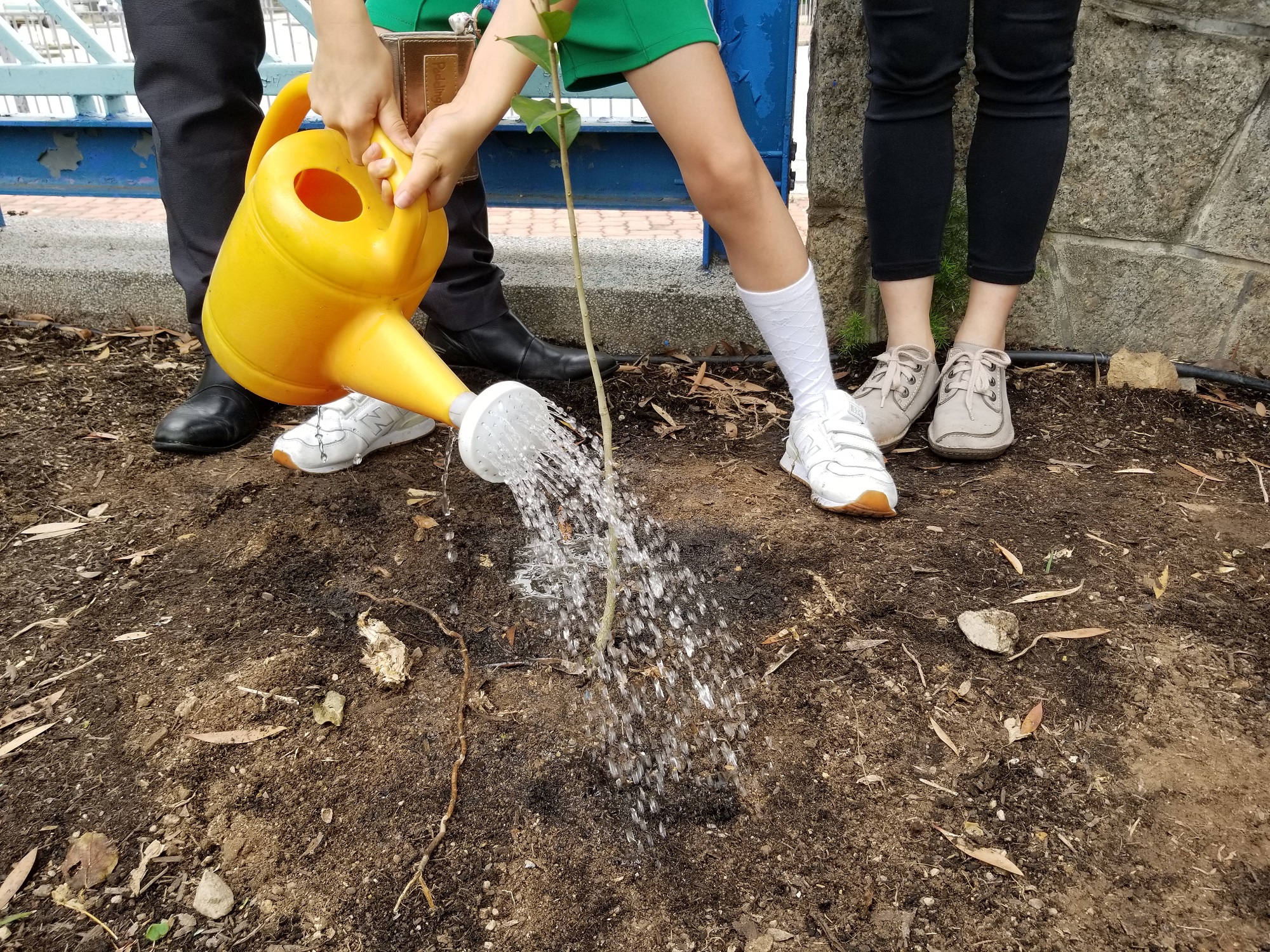 漁農自然護理署向每所參與「受保護植物校本STEM保育」計劃的學校，捐贈三株本地受保護物種土沉香 Aquilaria sinensis (Lour.) Spreng的樹苗，於校園內種植。