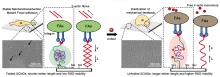 Single cell nano gels can regulate the functions of stem cells on the surface of biomaterial implants.