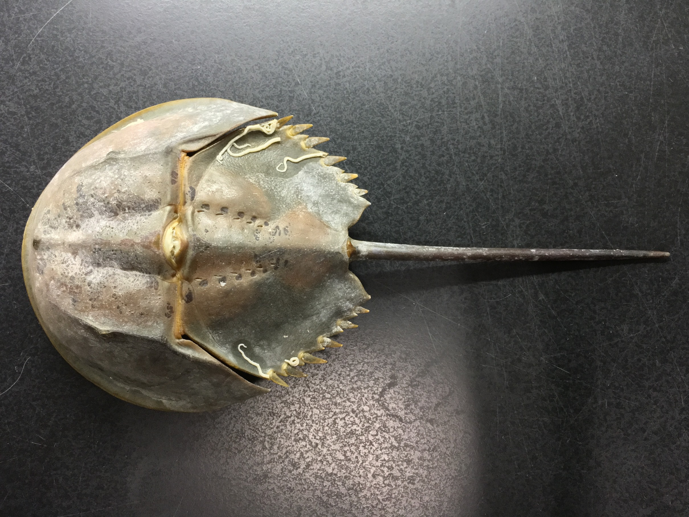 An extant horseshoe crab that can be found in Hong Kong