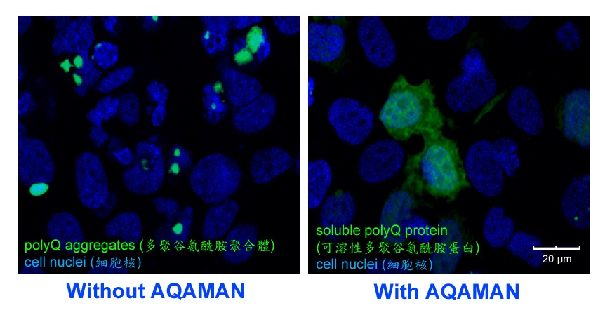 After adding AQAMAN, the polyQ protein aggregations are restored to normal protein.