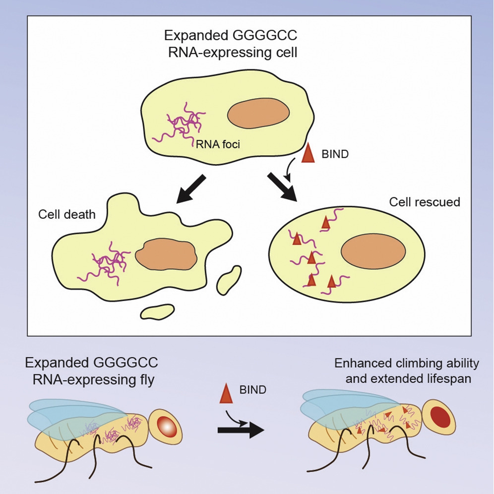 BIND is a potent peptidylic inhibitor that suppresses expanded GGGGCC RNA-mediated neurodegeneration, enhances climbing ability and extends the lifespan of disease flies.