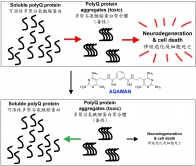 AQAMAN can interfere with toxic polyQ protein aggregate formation as well as to promote its deaggregation.