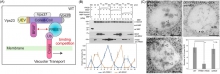 Working model of BRAF function at the MVB/PVCs membrane in plants (A). BRAFs are recruited to the MVB/PVCs membrane, and into competition with FREE1 through direct binding to the ESCRT-I component Vps23 (B), thus negatively regulating FREE1 function on ILV formation in MVB/PVCs (C).