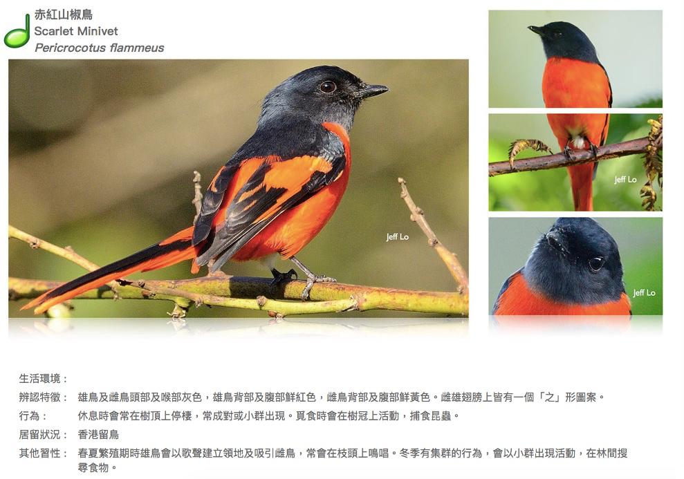 scarlet-minivet.JPG