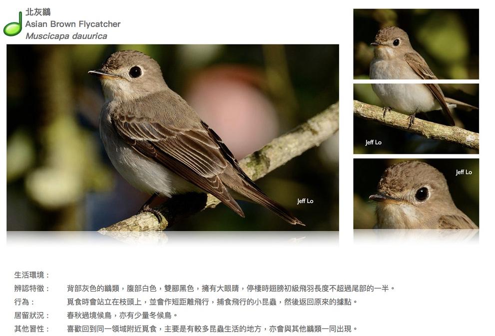 asian-brown-flycatcher.JPG