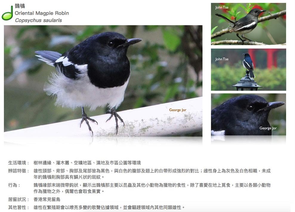 oriental-magpie-robin.JPG