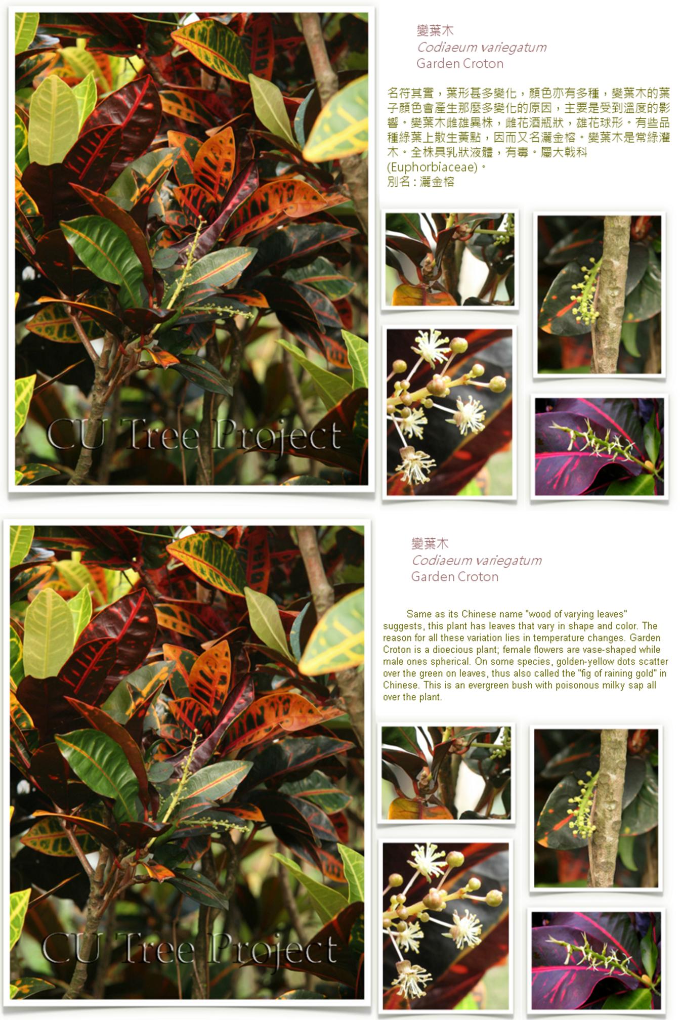 garden-croton.jpg