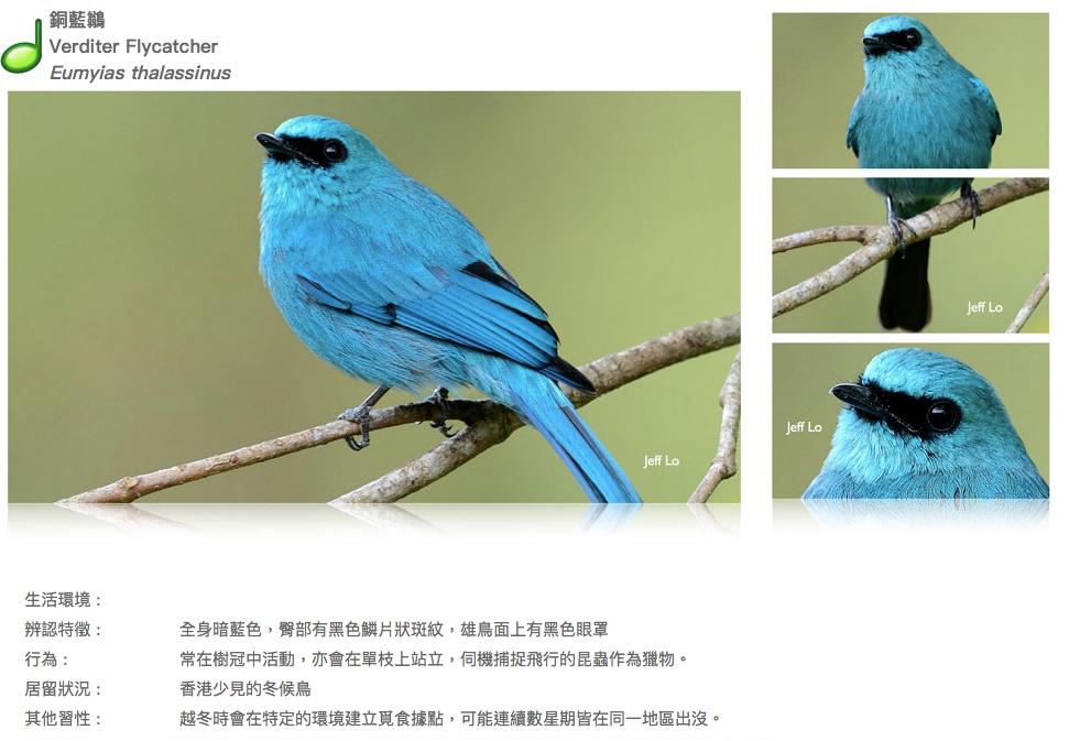 verditer-flycatcher.JPG