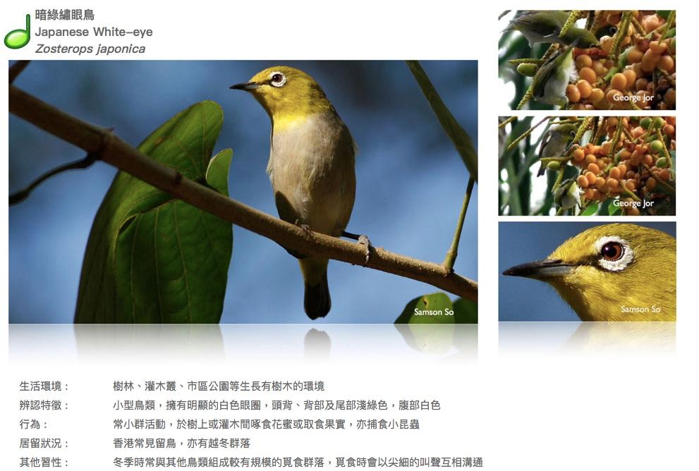 janpanese-white-eye.JPG