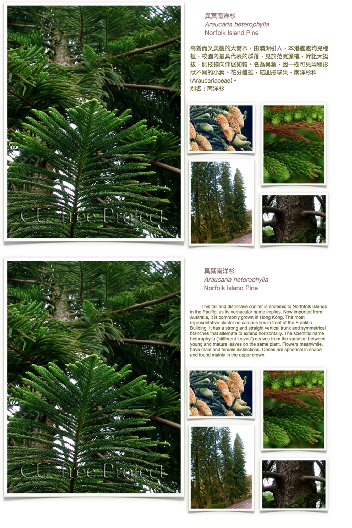 norfolk-island-pine.JPG