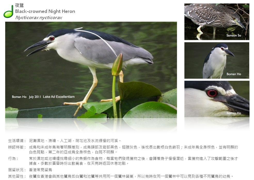 black-crowned-night-heron.JPG