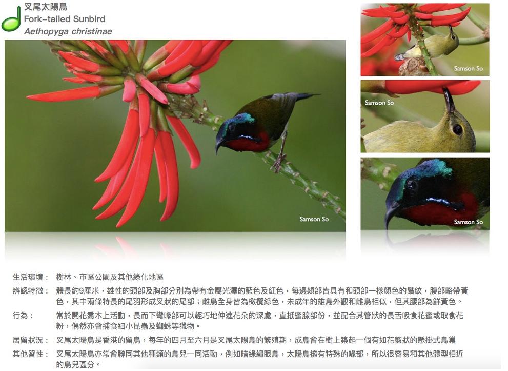 fork-tailed-sunbird.JPG