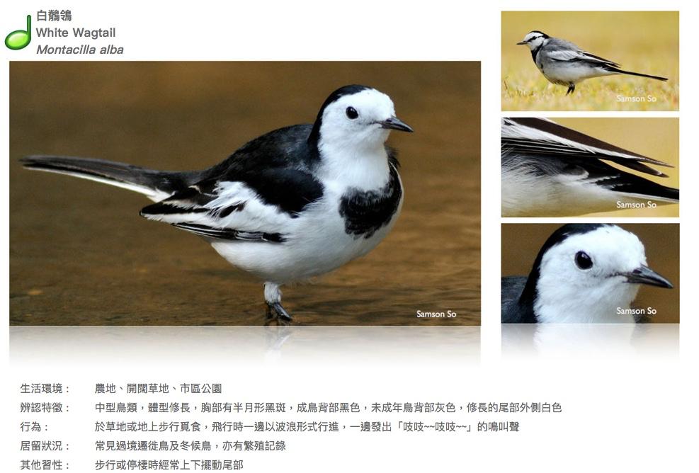 white-wagtail.JPG