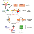 EBV-Encoded miRNAs Target ATM-Mediated Response in Nasopharyngeal Carcinoma