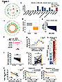 Aberrant Enhancer Hypomethylation Contributes to Hepatic Carcinogenesis through Global Transcriptional Reprogramming