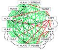 A Network Approach to Exploring the Functional Basis of Gene-Gene Epistatic Interactions in Disease Susceptibility