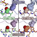 Identification of a Major Determinant for Serine-Threonine Kinase Phosphoacceptor Specificity