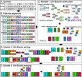 OMMA Enables Population-scale Analysis of Complex Genomic Features and Phylogenomic Relationships from Nanochannel-based Optical Maps