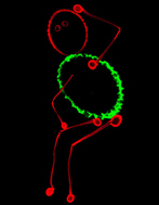 Centre for Organelle Biogenesis and Function